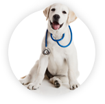 vetfood regis